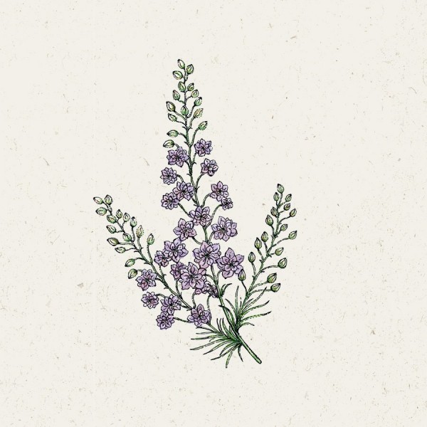 Jora Dahl Samen Rittersporn (Delphinium Consolida ‚Misty Lavender‘)
